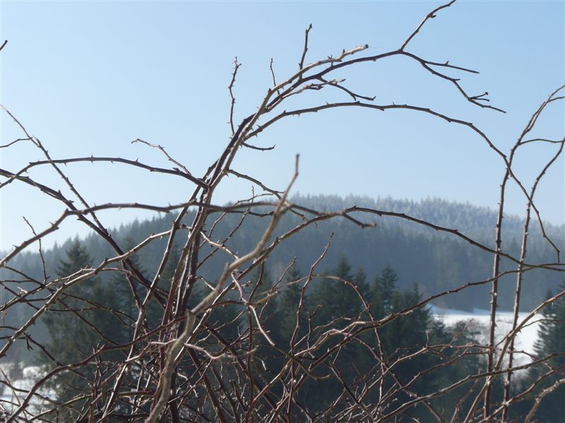 Sidzina 083